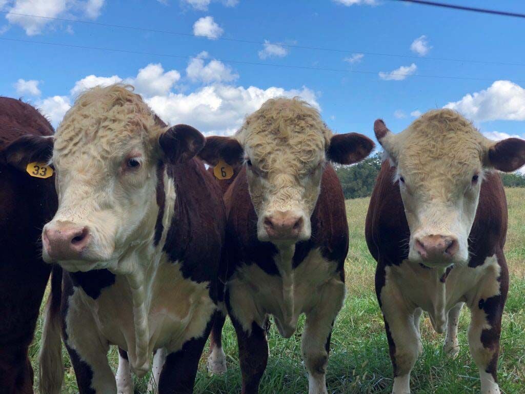 Cattle